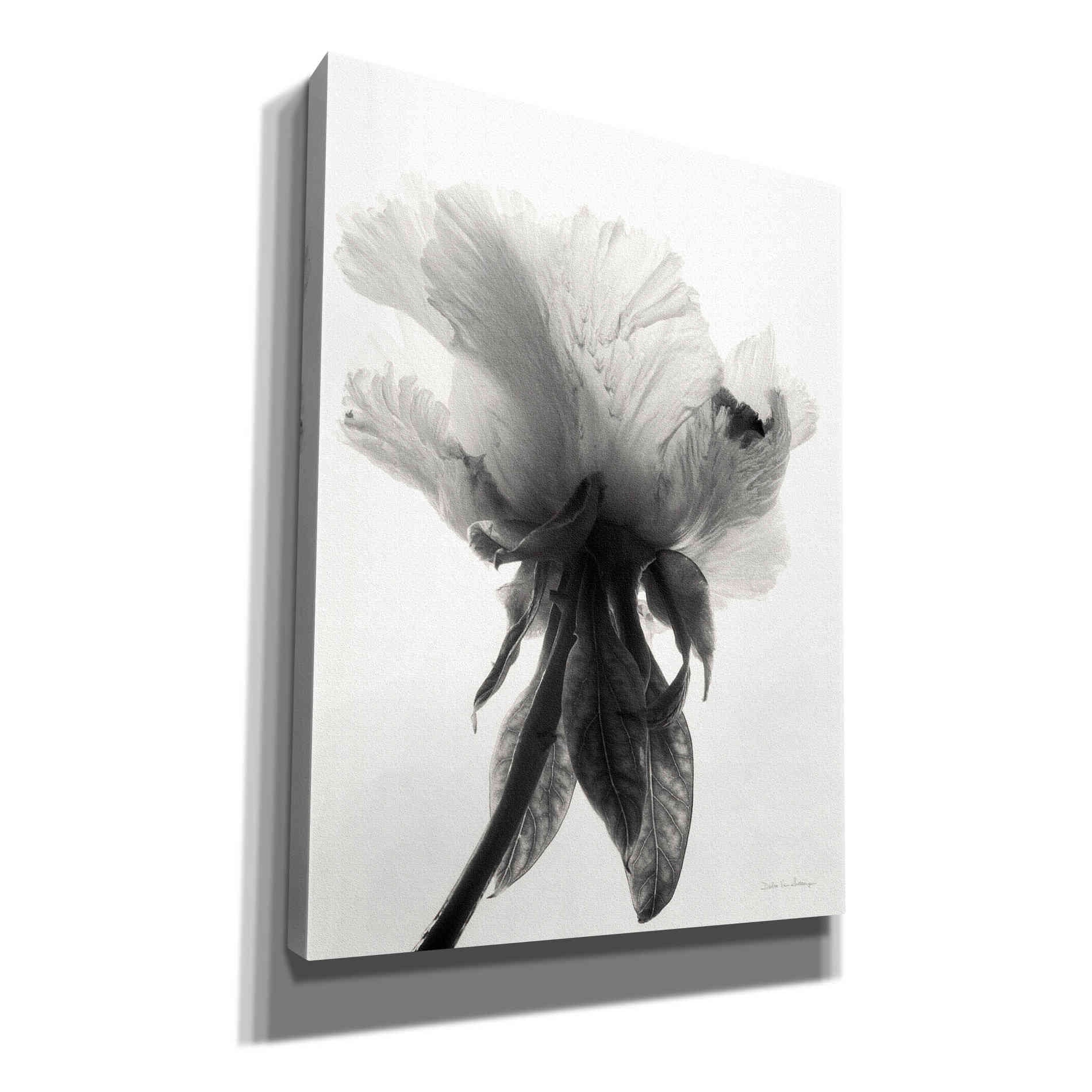 'Translucent Peony VIIBW' by Debra Van Swearingen, Canvas Wall Art,12x16x1.1x0,20x24x1.1x0,26x30x1.74x0,40x54x1.74x0