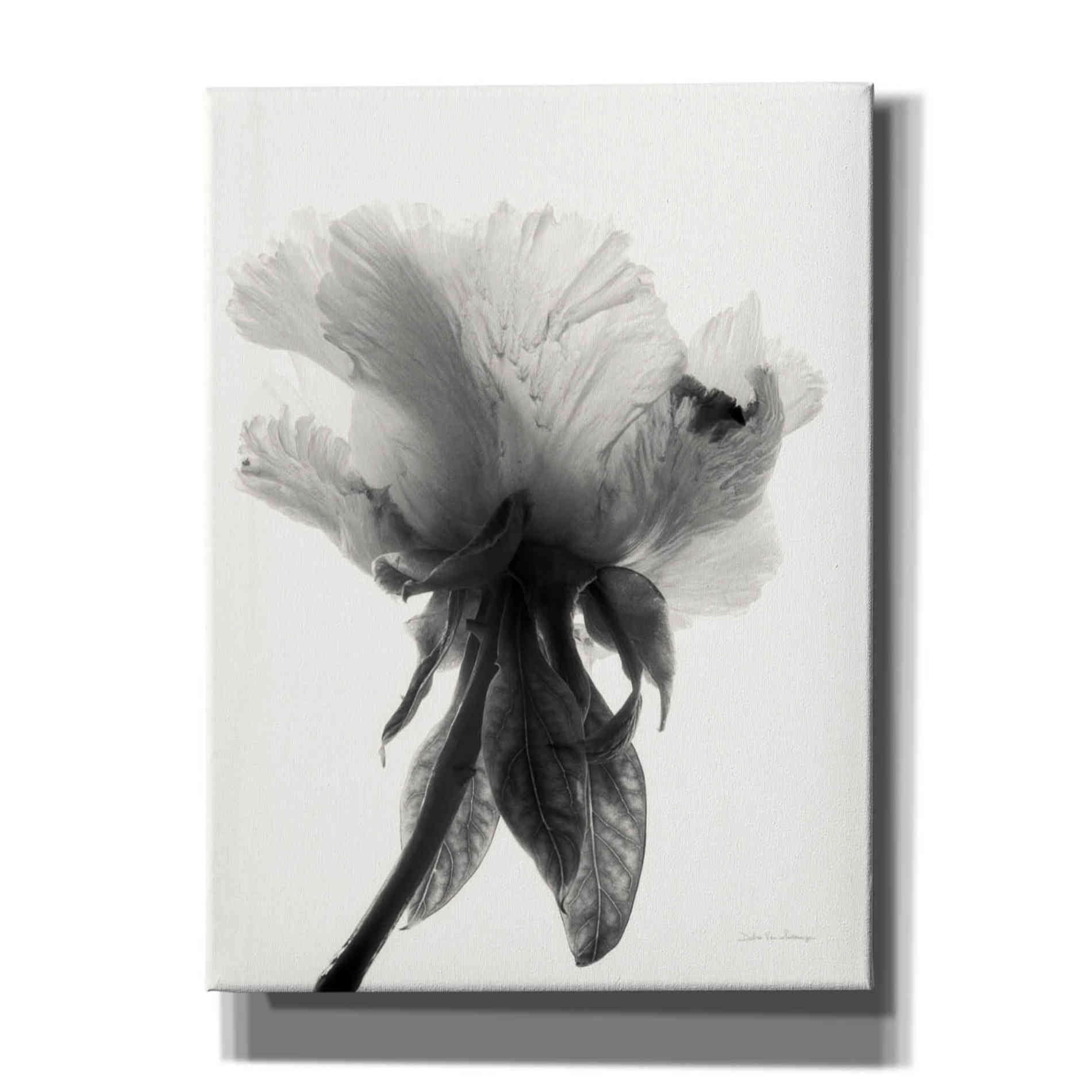 'Translucent Peony VIIBW' by Debra Van Swearingen, Canvas Wall Art,12x16x1.1x0,20x24x1.1x0,26x30x1.74x0,40x54x1.74x0