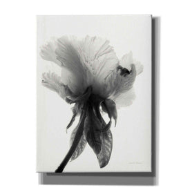 'Translucent Peony VIIBW' by Debra Van Swearingen, Canvas Wall Art,12x16x1.1x0,20x24x1.1x0,26x30x1.74x0,40x54x1.74x0