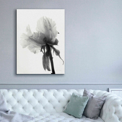 Image of 'Translucent Peony VIIIBW' by Debra Van Swearingen, Canvas Wall Art,40 x 54