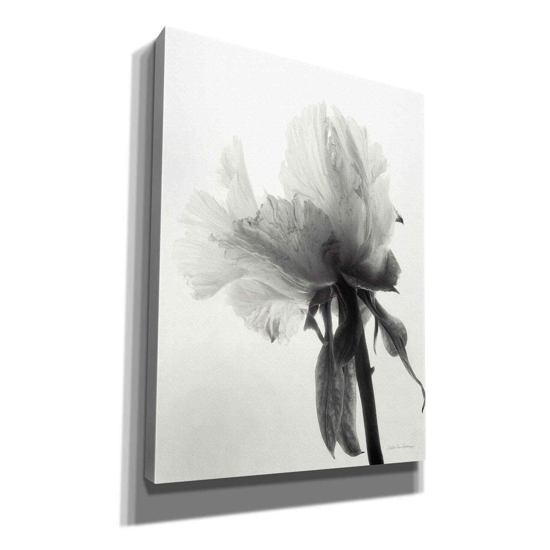 'Translucent Peony VIIIBW' by Debra Van Swearingen, Canvas Wall Art,12x16x1.1x0,20x24x1.1x0,26x30x1.74x0,40x54x1.74x0