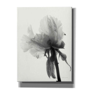 'Translucent Peony VIIIBW' by Debra Van Swearingen, Canvas Wall Art,12x16x1.1x0,20x24x1.1x0,26x30x1.74x0,40x54x1.74x0