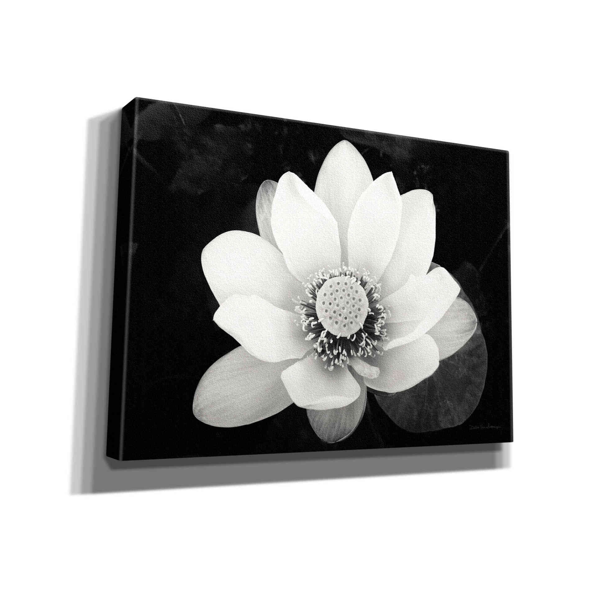 'Lotus Flower II v2' by Debra Van Swearingen, Canvas Wall Art,16x12x1.1x0,26x18x1.1x0,34x26x1.74x0,54x40x1.74x0