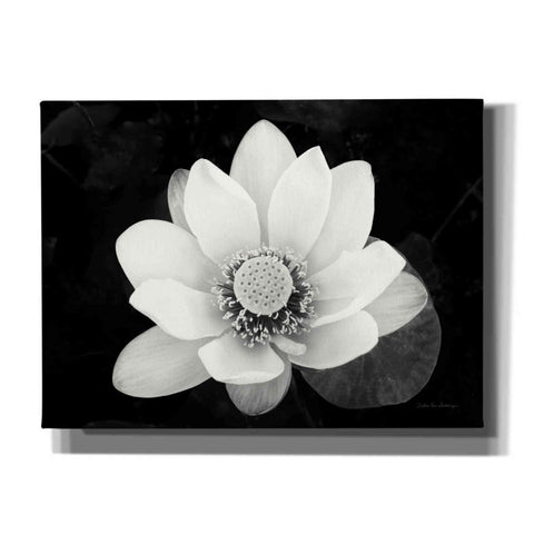 Image of 'Lotus Flower II v2' by Debra Van Swearingen, Canvas Wall Art,16x12x1.1x0,26x18x1.1x0,34x26x1.74x0,54x40x1.74x0