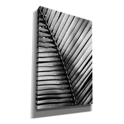 Image of 'Palm Frond I' by Debra Van Swearingen, Canvas Wall Art,12x18x1.1x0,18x26x1.1x0,26x40x1.74x0,40x60x1.74x0