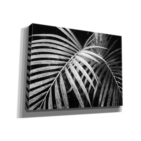 Image of 'Palm Fronds' by Debra Van Swearingen, Canvas Wall Art,16x12x1.1x0,26x18x1.1x0,34x26x1.74x0,54x40x1.74x0