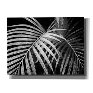 'Palm Fronds' by Debra Van Swearingen, Canvas Wall Art,16x12x1.1x0,26x18x1.1x0,34x26x1.74x0,54x40x1.74x0