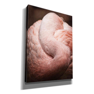 'Chilean Flamingo I' by Debra Van Swearingen, Canvas Wall Art,12x16x1.1x0,18x26x1.1x0,26x34x1.74x0,40x54x1.74x0