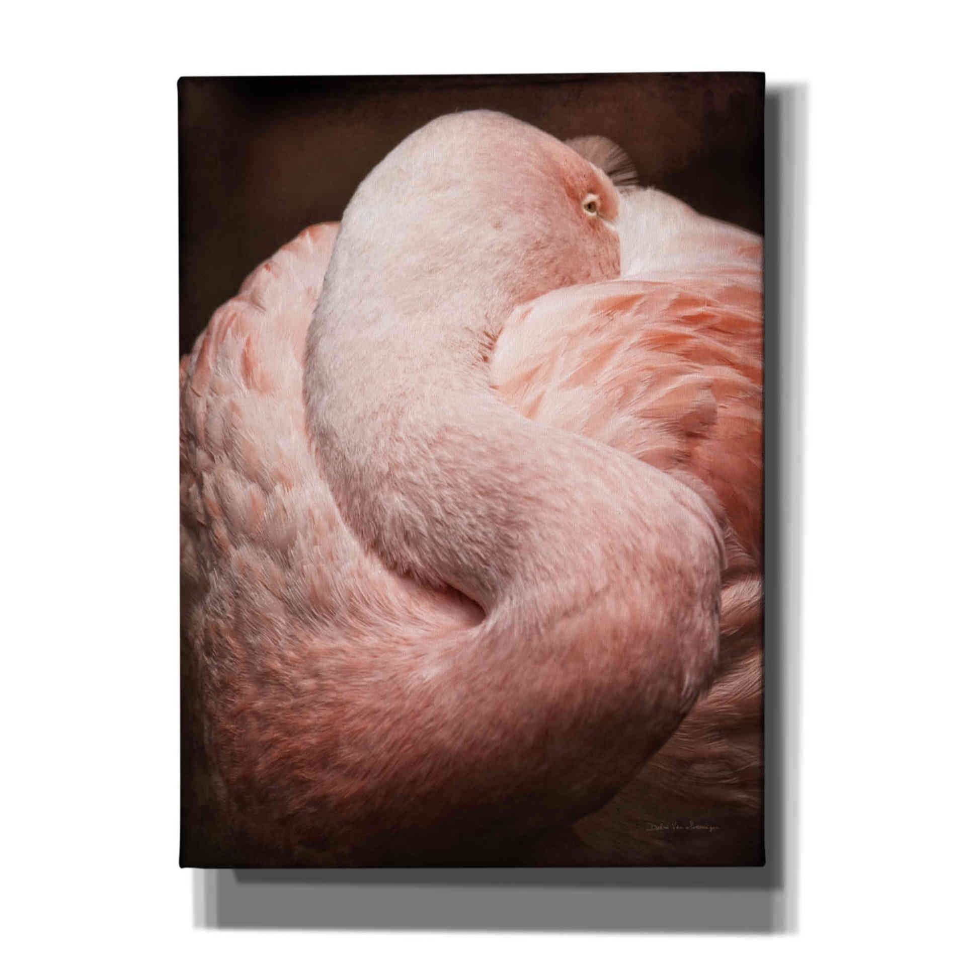 'Chilean Flamingo I' by Debra Van Swearingen, Canvas Wall Art,12x16x1.1x0,18x26x1.1x0,26x34x1.74x0,40x54x1.74x0