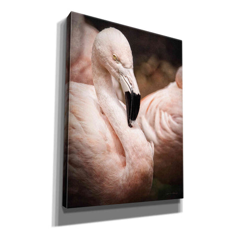 Image of 'Chilean Flamingo II' by Debra Van Swearingen, Canvas Wall Art,12x16x1.1x0,18x26x1.1x0,26x34x1.74x0,40x54x1.74x0
