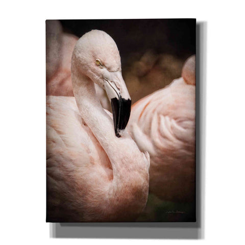 Image of 'Chilean Flamingo II' by Debra Van Swearingen, Canvas Wall Art,12x16x1.1x0,18x26x1.1x0,26x34x1.74x0,40x54x1.74x0