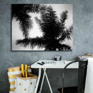 'Palm Tree Looking Up I' by Debra Van Swearingen, Canvas Wall Art,34 x 26