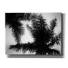 'Palm Tree Looking Up I' by Debra Van Swearingen, Canvas Wall Art,16x12x1.1x0,26x18x1.1x0,34x26x1.74x0,54x40x1.74x0