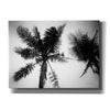 'Palm Tree Looking Up II' by Debra Van Swearingen, Canvas Wall Art,16x12x1.1x0,26x18x1.1x0,34x26x1.74x0,54x40x1.74x0