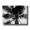 'Palm Tree Looking Up III' by Debra Van Swearingen, Canvas Wall Art,16x12x1.1x0,26x18x1.1x0,34x26x1.74x0,54x40x1.74x0