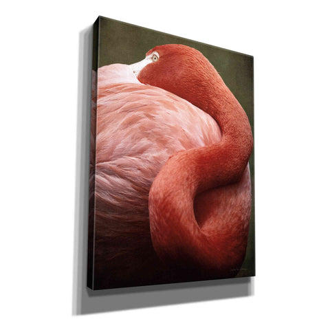 Image of 'Caribbean Flamingo I' by Debra Van Swearingen, Canvas Wall Art,12x16x1.1x0,18x26x1.1x0,26x34x1.74x0,40x54x1.74x0