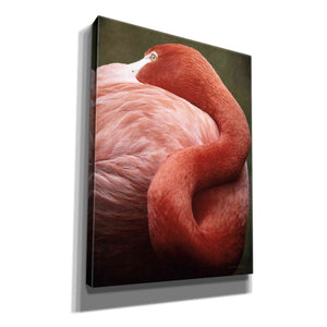 'Caribbean Flamingo I' by Debra Van Swearingen, Canvas Wall Art,12x16x1.1x0,18x26x1.1x0,26x34x1.74x0,40x54x1.74x0