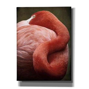 'Caribbean Flamingo I' by Debra Van Swearingen, Canvas Wall Art,12x16x1.1x0,18x26x1.1x0,26x34x1.74x0,40x54x1.74x0