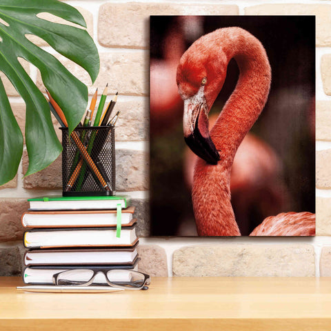 Image of 'Caribbean Flamingo II' by Debra Van Swearingen, Canvas Wall Art,12 x 16