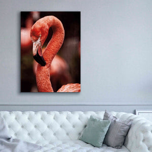 'Caribbean Flamingo II' by Debra Van Swearingen, Canvas Wall Art,40 x 54