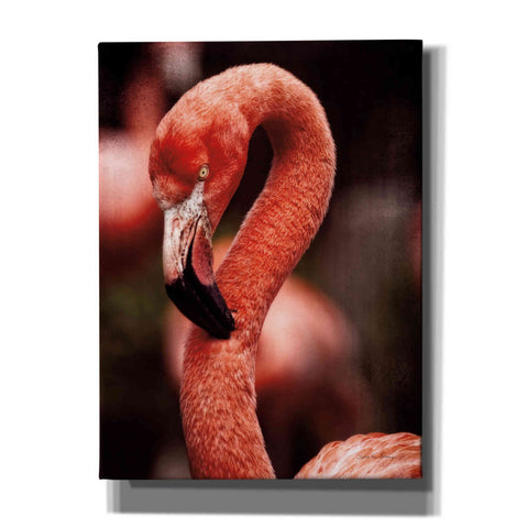 Image of 'Caribbean Flamingo II' by Debra Van Swearingen, Canvas Wall Art,12x16x1.1x0,18x26x1.1x0,26x34x1.74x0,40x54x1.74x0