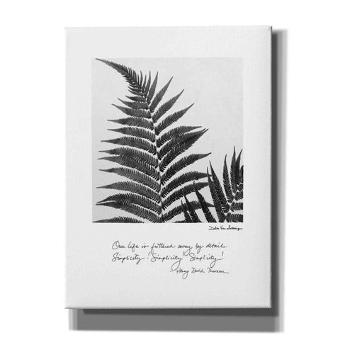 Image of 'Delicate Fern v2' by Debra Van Swearingen, Canvas Wall Art,12x16x1.1x0,20x24x1.1x0,26x30x1.74x0,40x54x1.74x0