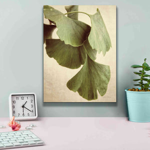 'Gingko Color' by Debra Van Swearingen, Canvas Wall Art,12 x 16