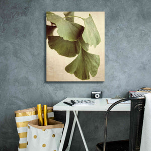 'Gingko Color' by Debra Van Swearingen, Canvas Wall Art,20 x 24