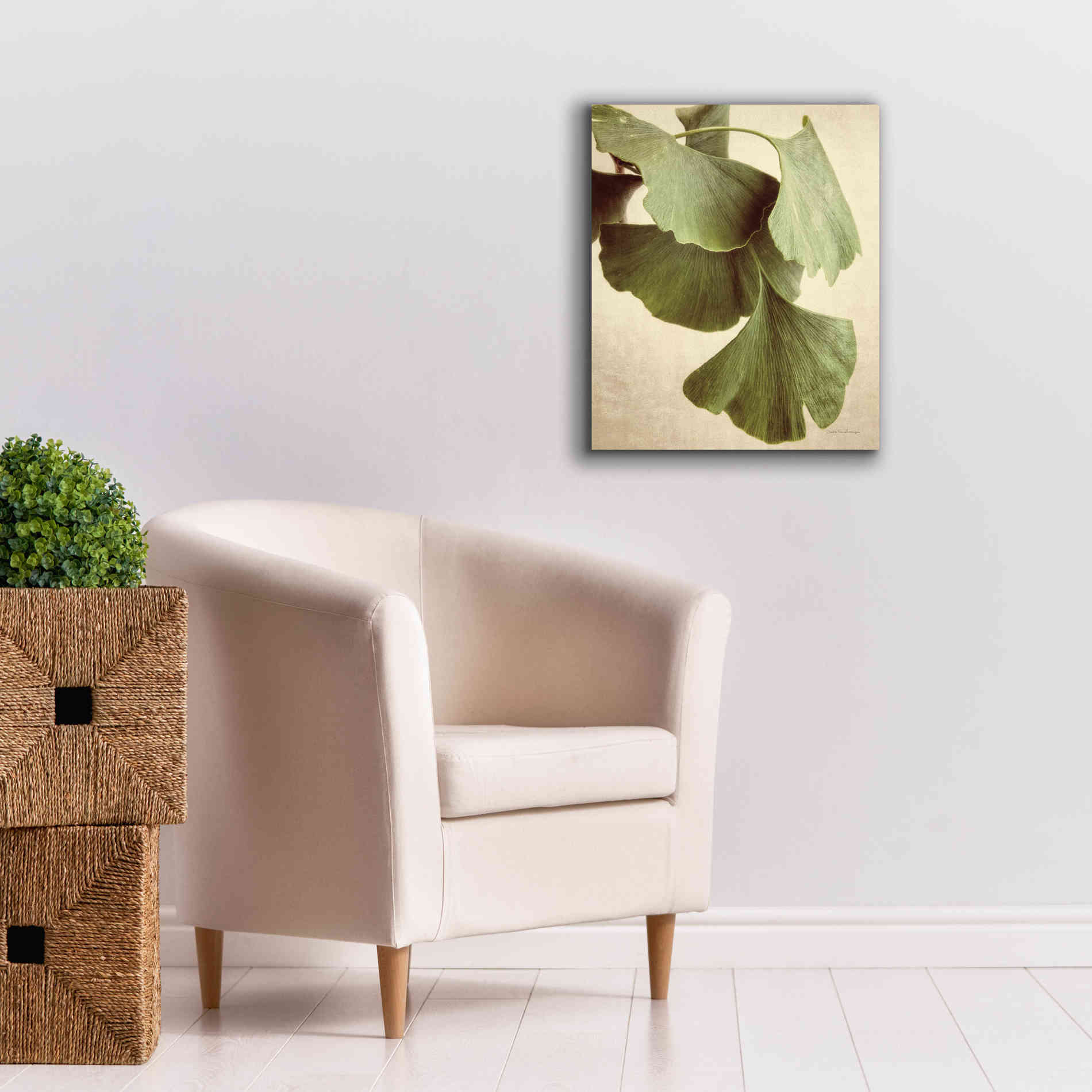 'Gingko Color' by Debra Van Swearingen, Canvas Wall Art,20 x 24