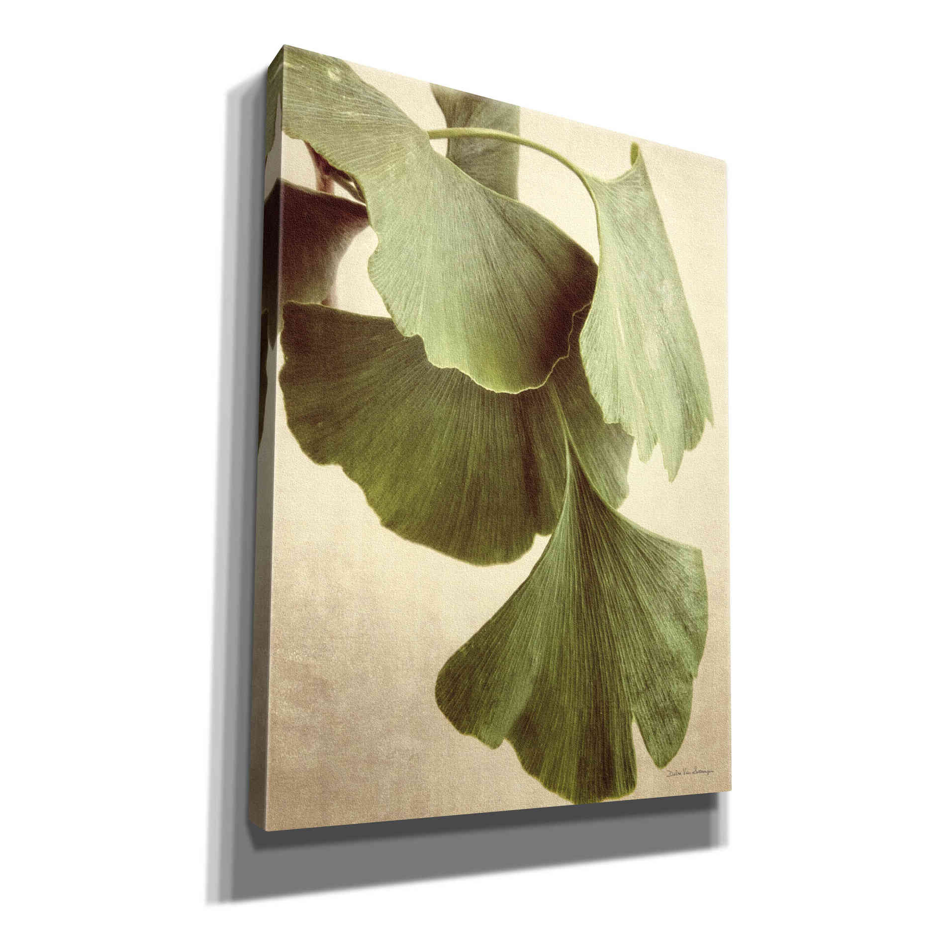 'Gingko Color' by Debra Van Swearingen, Canvas Wall Art,12x16x1.1x0,20x24x1.1x0,26x30x1.74x0,40x54x1.74x0