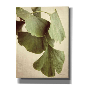 'Gingko Color' by Debra Van Swearingen, Canvas Wall Art,12x16x1.1x0,20x24x1.1x0,26x30x1.74x0,40x54x1.74x0