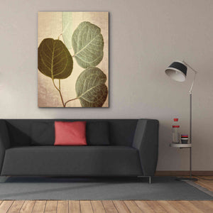 'Eucalyptus Color' by Debra Van Swearingen, Canvas Wall Art,40 x 54