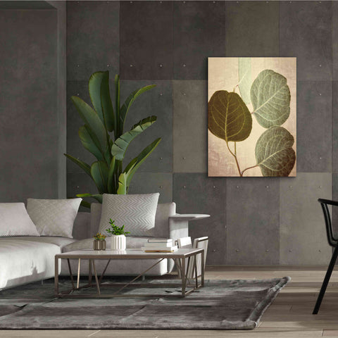 Image of 'Eucalyptus Color' by Debra Van Swearingen, Canvas Wall Art,40 x 54