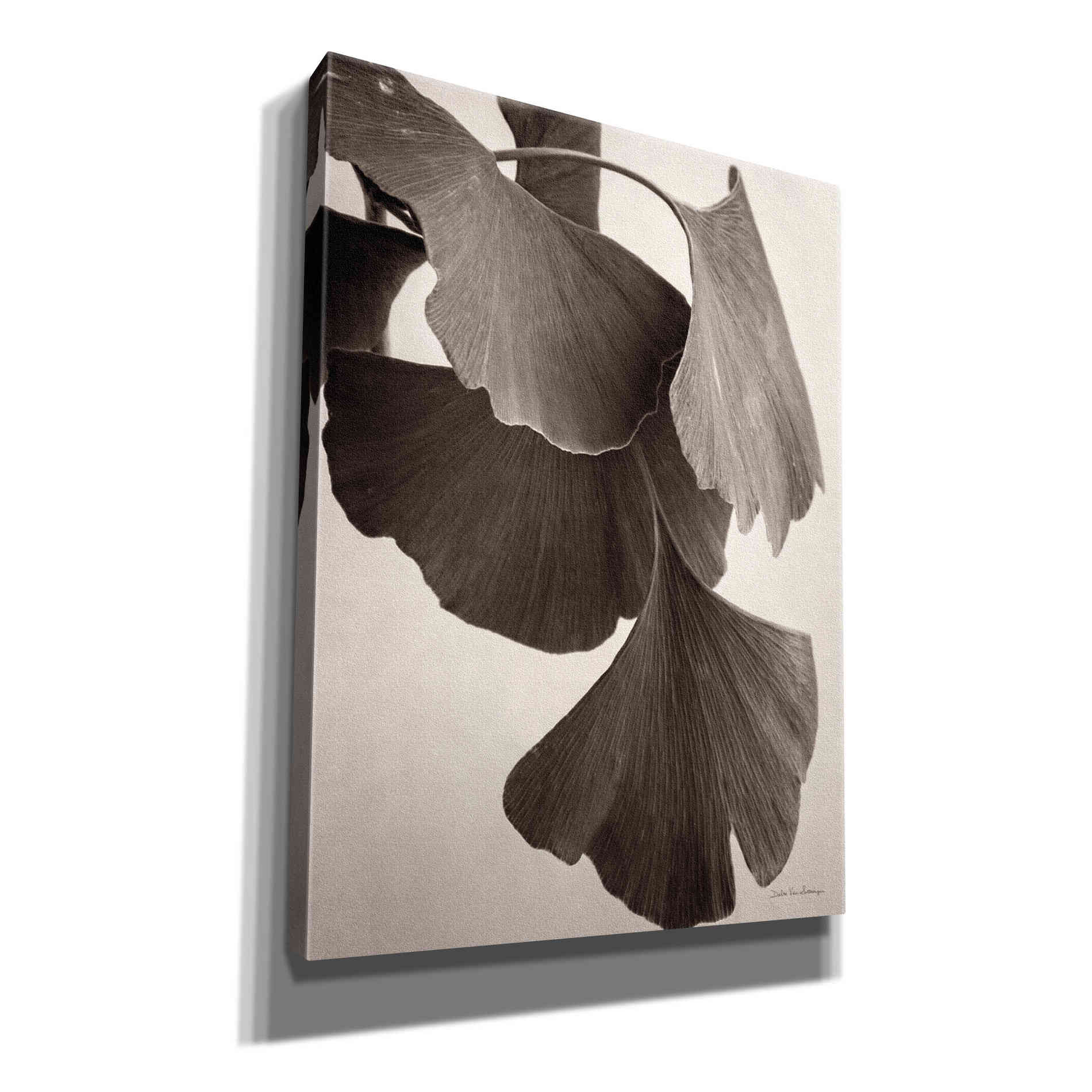 'Gingko Sepia' by Debra Van Swearingen, Canvas Wall Art,12x16x1.1x0,20x24x1.1x0,26x30x1.74x0,40x54x1.74x0