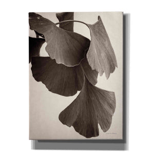 'Gingko Sepia' by Debra Van Swearingen, Canvas Wall Art,12x16x1.1x0,20x24x1.1x0,26x30x1.74x0,40x54x1.74x0