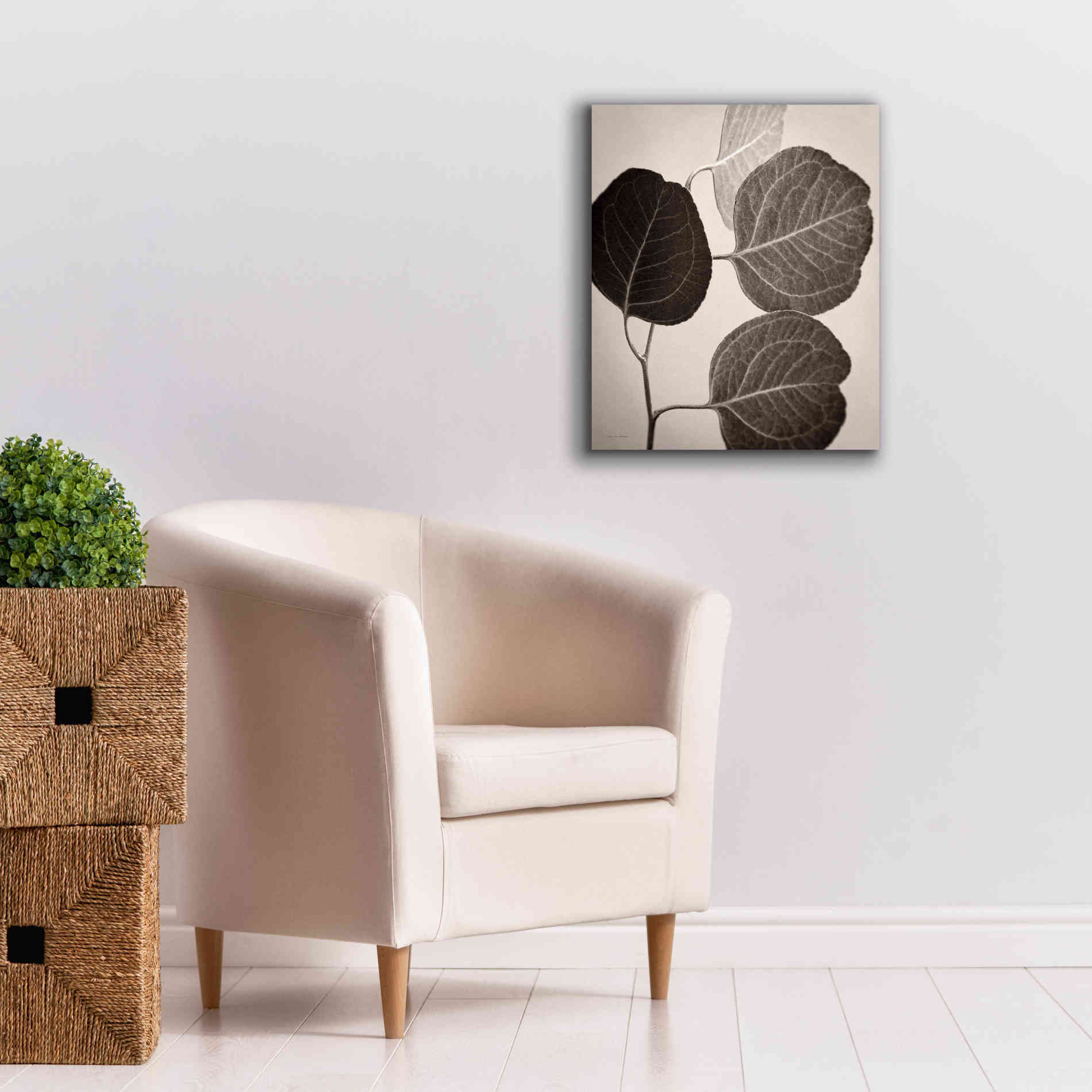 'Eucalyptus Sepia' by Debra Van Swearingen, Canvas Wall Art,20 x 24