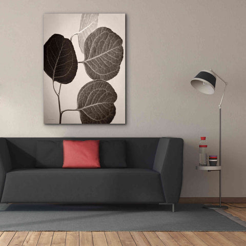 Image of 'Eucalyptus Sepia' by Debra Van Swearingen, Canvas Wall Art,40 x 54
