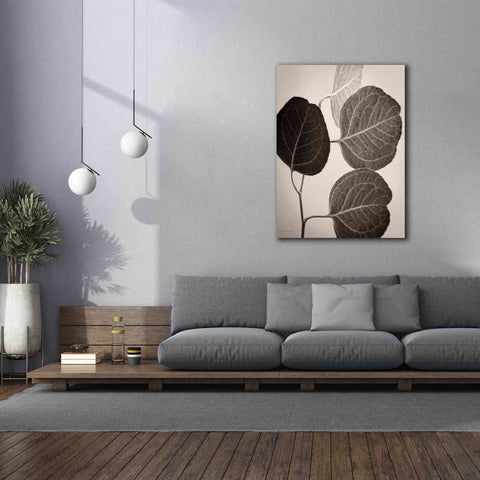 Image of 'Eucalyptus Sepia' by Debra Van Swearingen, Canvas Wall Art,40 x 54
