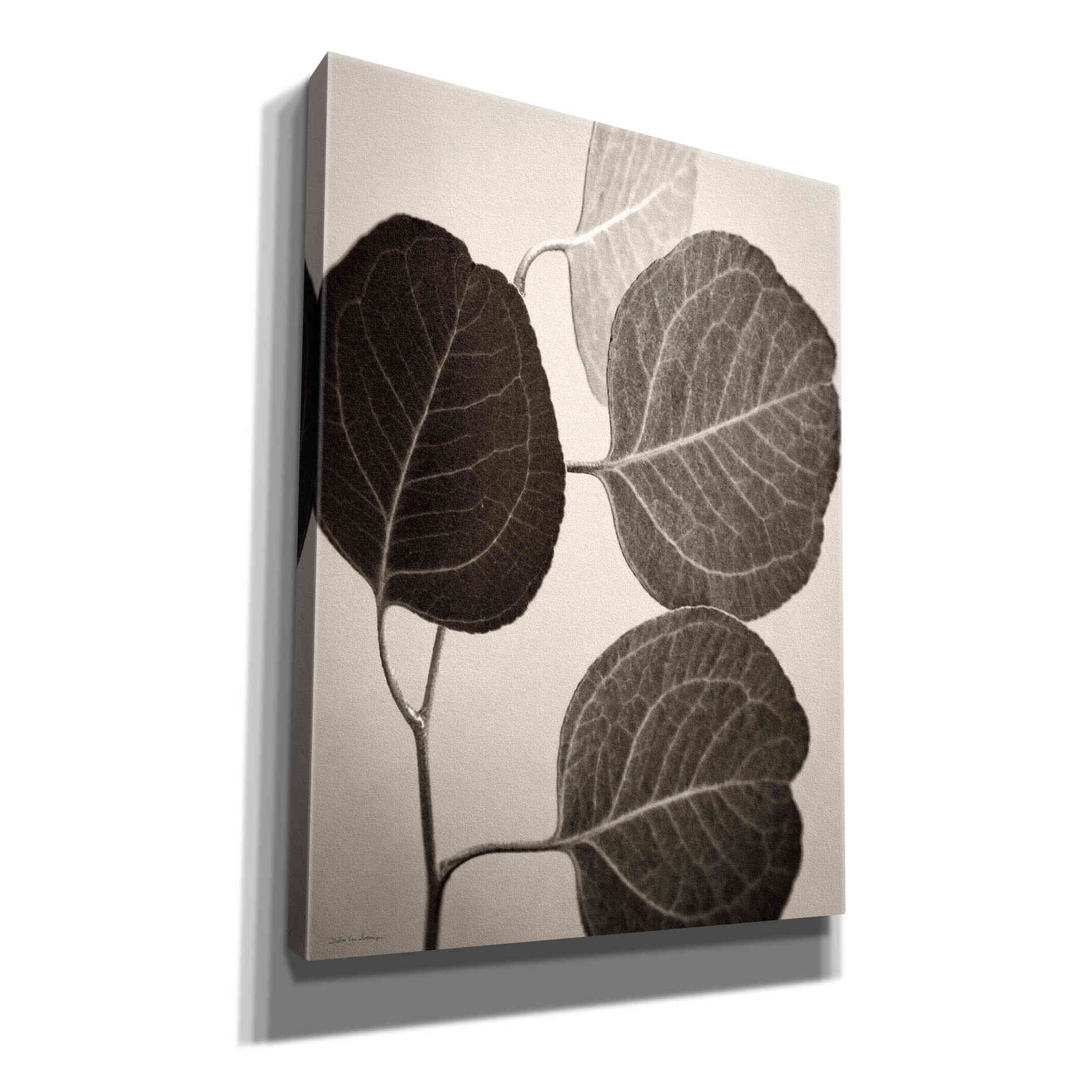 'Eucalyptus Sepia' by Debra Van Swearingen, Canvas Wall Art,12x16x1.1x0,20x24x1.1x0,26x30x1.74x0,40x54x1.74x0
