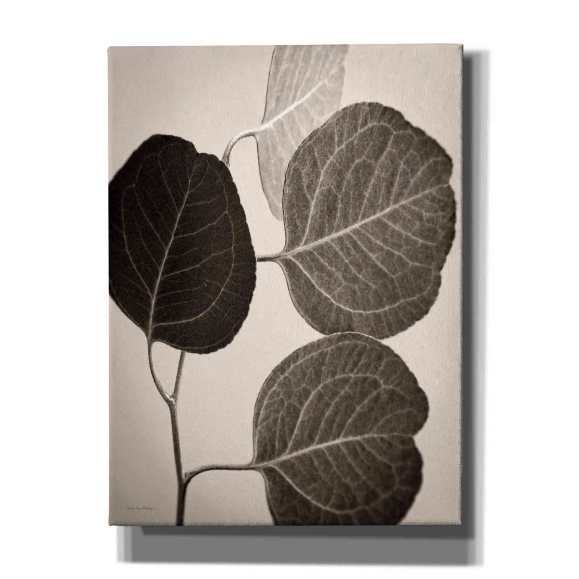 'Eucalyptus Sepia' by Debra Van Swearingen, Canvas Wall Art,12x16x1.1x0,20x24x1.1x0,26x30x1.74x0,40x54x1.74x0