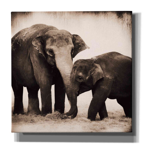 Image of 'Elephant III Sepia' by Debra Van Swearingen, Canvas Wall Art,12x12x1.1x0,18x18x1.1x0,26x26x1.74x0,37x37x1.74x0