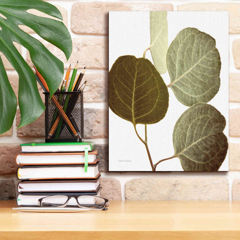 Image of 'Eucalyptus Color on White' by Debra Van Swearingen, Canvas Wall Art,12 x 16