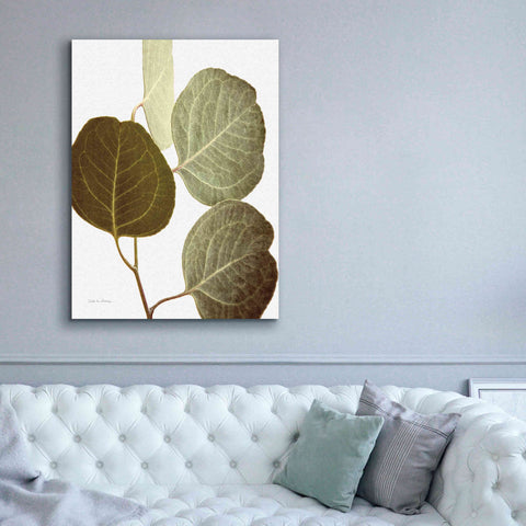 Image of 'Eucalyptus Color on White' by Debra Van Swearingen, Canvas Wall Art,40 x 54