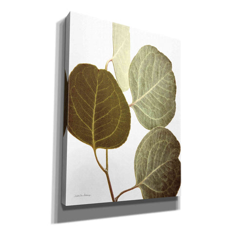 Image of 'Eucalyptus Color on White' by Debra Van Swearingen, Canvas Wall Art,12x16x1.1x0,20x24x1.1x0,26x30x1.74x0,40x54x1.74x0