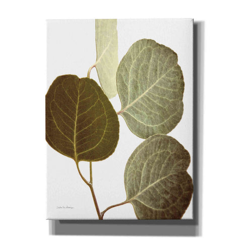 Image of 'Eucalyptus Color on White' by Debra Van Swearingen, Canvas Wall Art,12x16x1.1x0,20x24x1.1x0,26x30x1.74x0,40x54x1.74x0