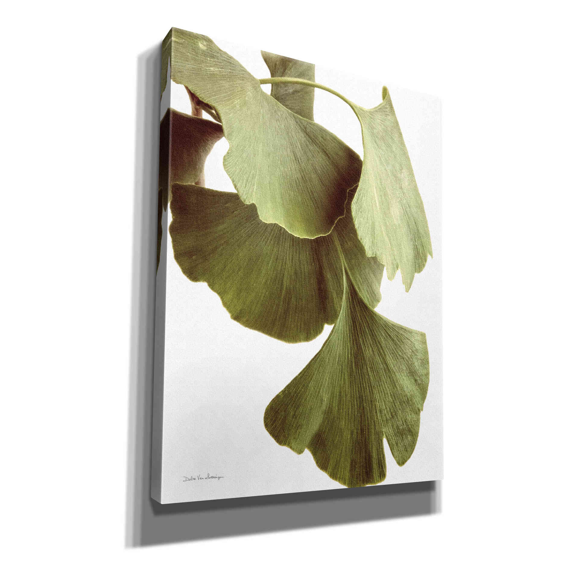 'Ginko Color on White' by Debra Van Swearingen, Canvas Wall Art,12x16x1.1x0,20x24x1.1x0,26x30x1.74x0,40x54x1.74x0