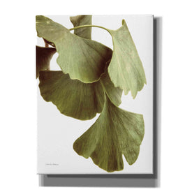 'Ginko Color on White' by Debra Van Swearingen, Canvas Wall Art,12x16x1.1x0,20x24x1.1x0,26x30x1.74x0,40x54x1.74x0