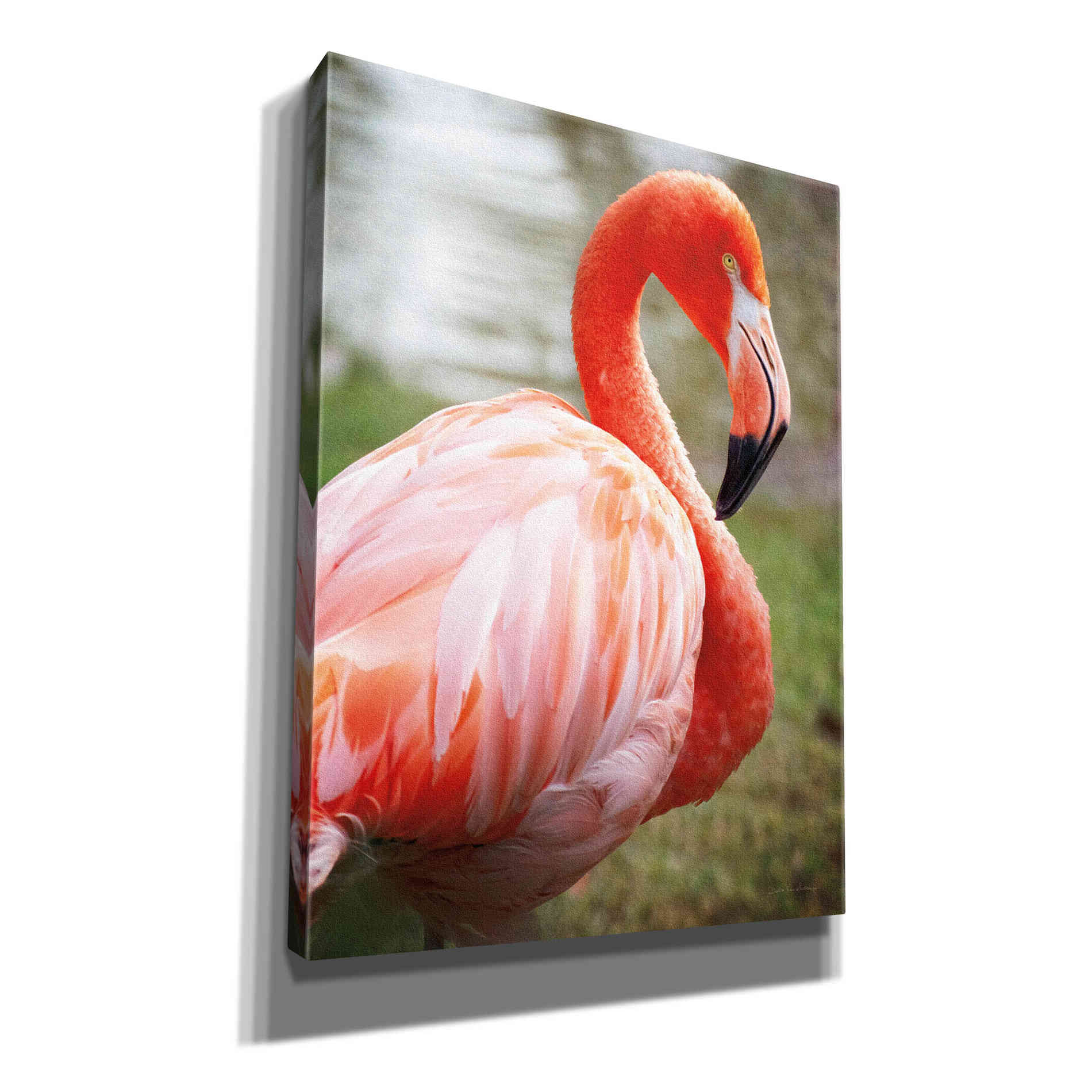 'Flamingo I' by Debra Van Swearingen, Canvas Wall Art,12x16x1.1x0,20x24x1.1x0,26x30x1.74x0,40x54x1.74x0