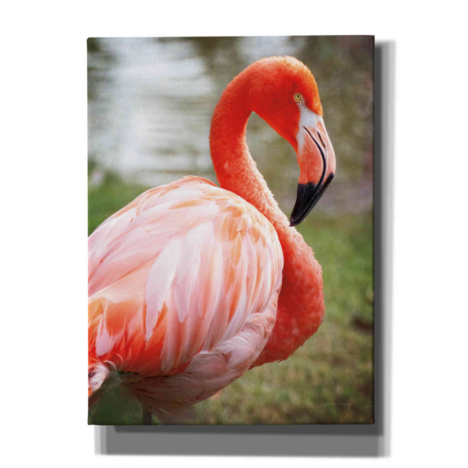 'Flamingo I' by Debra Van Swearingen, Canvas Wall Art,12x16x1.1x0,20x24x1.1x0,26x30x1.74x0,40x54x1.74x0
