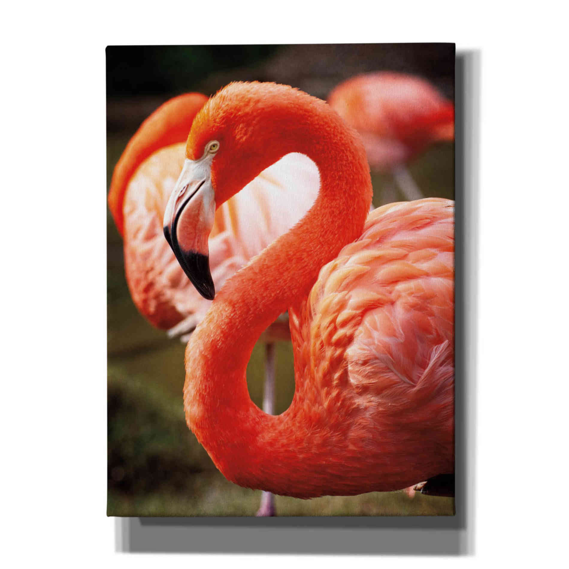 'Flamingo III' by Debra Van Swearingen, Canvas Wall Art,12x16x1.1x0,20x24x1.1x0,26x30x1.74x0,40x54x1.74x0